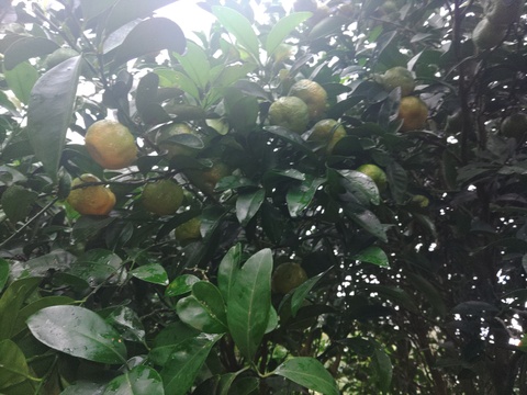 フルーツシークヮーサー（2kg）