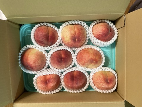 【2026年予約早割】初夏を彩る桃 品種はおまかせ！朝採りした桃をその日に発送します！