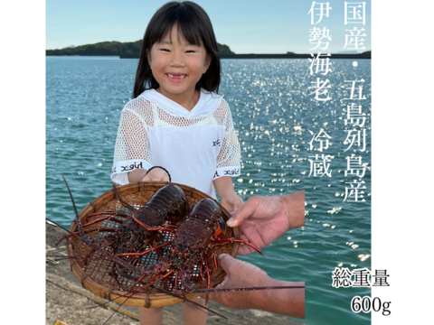 五島列島産 伊勢海老 600㌘