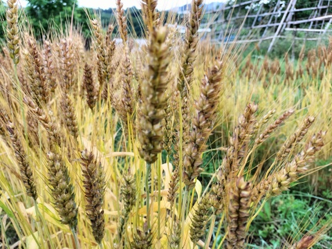 【自然栽培】玄小麦　１．５ｋｇ