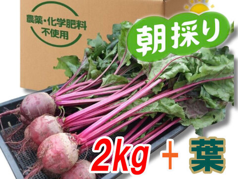 『高糖度ビーツ（葉付き）2kg』 南房総市産 発送当日に収穫!