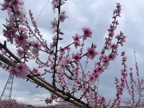 【贈答用】桃農家でも知る者の少ない希少品種「美桃紅」3㎏（8～11玉）