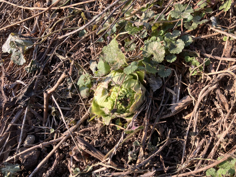 【天然物は香りが違う！！】春一番の贈り物　ほろ苦さがたまらない 天然ふきのとう