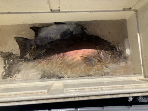 【活き締め】コロダイ4kg〜5kg 刺身用