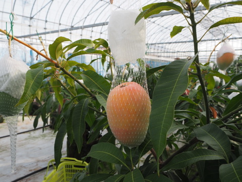 家庭用 高糖度でジューシーな完熟『紀州美浜みさきマンゴー』2～4玉 1.2～1.3kg