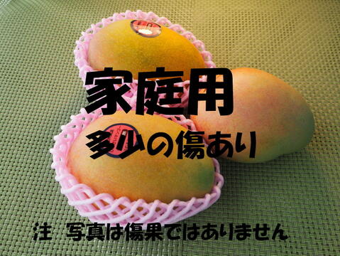 家庭用　高糖度で濃厚な味の完熟『紀州美浜しおさいマンゴー』2～4玉1.2kg
