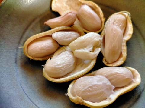 掘りたて新鮮！ゆで用ジャンボ生落花生3kg(1500円/kg)