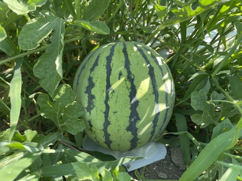 農薬・化学肥料栽培中不使用！夏のひとりじめ
