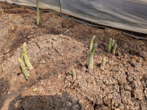 信州高原産 アスパラガス (1Kg)