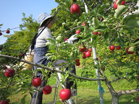 【予約販売】シャキシャキ ジョナゴールド 約5kg(14～18個)