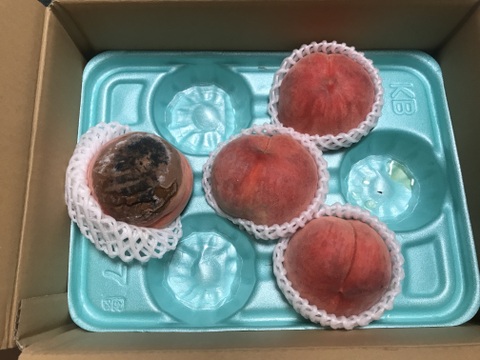 【夏ギフト】あかつき🍑もちっと甘い！朝採れ発送します