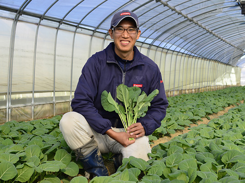 【TV紹介で大好評】【ミシュラン星獲得レストランで採用】おいしさで、ケールに革命を。【機能性表示食品】ソフトケールGABA（500g）静岡県磐田市産