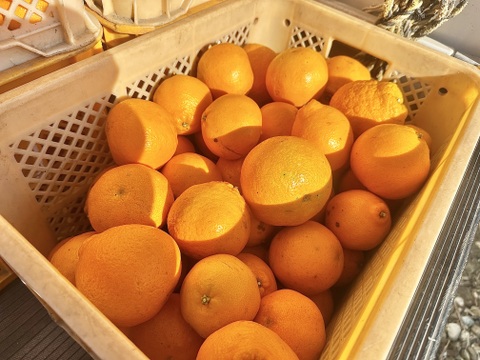 今が旬！プチプチ食感、はるみ【ご家庭用・極小 5kg・約60個】