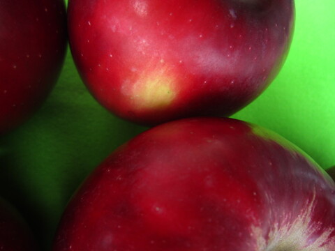 樹上完熟紅玉 総重量 約4kg前後 青森県 南部地方産 自家りんご農園生産直送品！