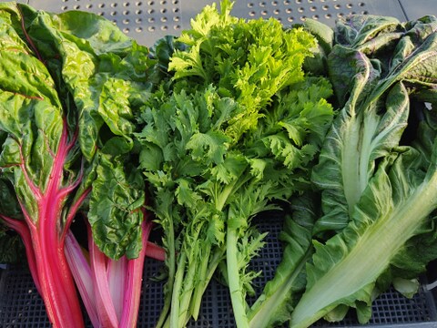 ✨【宝探しBOX】畑の「もったいない」を詰め合わせ！もったいないを美味しく救う！旬の不揃い訳あり野菜おまかせ便（Sサイズ）✨農薬・化成肥料不使用