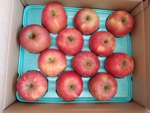 発送中【キズなし良品】低農薬で皮ごとうまい🍎サンふじ🍎5kg  葉とらずりんご 予約 旬 化学肥料不使用 特別栽培認証取得