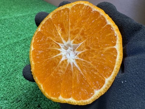 希少！新しい柑橘『西南のひかり』5㎏
