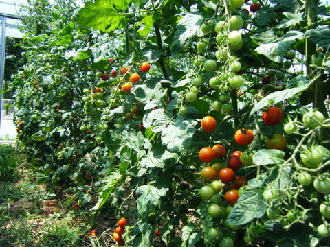 ステラミニトマト1kg 【甘くて美味しい貴重な固定種🍅】