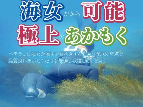 【夏、海藻で元気】玄界灘産 宗像のあかもく１７個 海藻