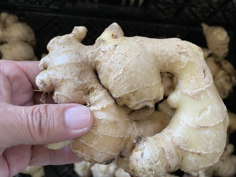 予約販売有機栽培　しょうが　5kg 大分県産！料理との相性抜群！