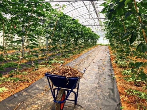 🌺販売中🌺\\ はじめましてセット //
【有機JAS認証】オーガニック芳醇パッションフルーツ/『ご家庭用1.2kg ¥3600→¥3000』/贈り物にも◎/芳醇な香り/濃厚な味わい！