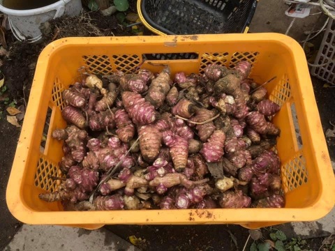 朝掘り 紫菊芋 フランス菊芋 イヌリンたっぷり自然農法 3 詰め 鮮度保持の土付き 京都府産 食べチョク 農家 漁師の産直ネット通販 旬の食材を生産者直送 朝掘り 紫菊芋 フランス菊芋 イヌリンたっぷり自然農法 3 詰め 鮮度保持の土付き 京都府産 食べチョク 農家 漁師の産直ネット通販 旬の食材を生産者直送