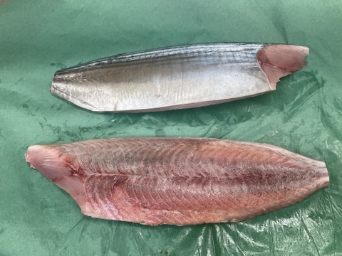 【秋の旨い魚】迷いハガツオ/キツネ/1.6~1.8㎏前後/半身フィレ/脂のり旨いです【今だけ生で送ります】