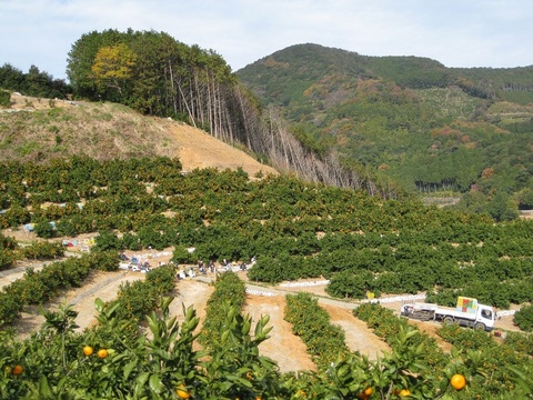 極旨プレミアム！三ヶ日青島みかん３㎏『糖度12度以上』光センサー選果 【サイズM～LL混在】