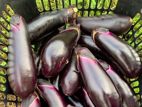 【自然栽培】固定種 野菜セット ナス・オクラ・キュウリ・メロン★農薬・肥料不使用