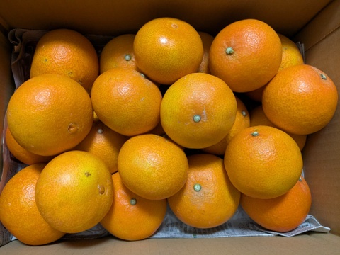 樹上完熟まどんな　家庭用A品　愛媛果試第28号　4キロ