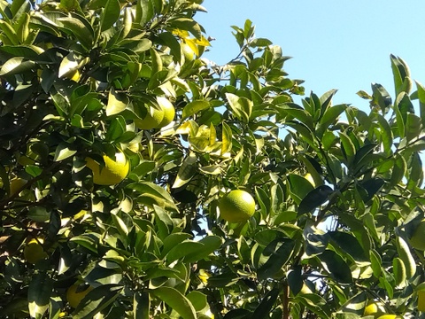 最終　和歌山県橋本市　ご家庭用八朔　サイズM以上(直径約8cm以上)　10キロ箱込み