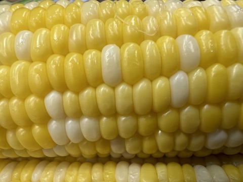 わたあめとうもろこし　6本　( ´ ▽ ` )あまー