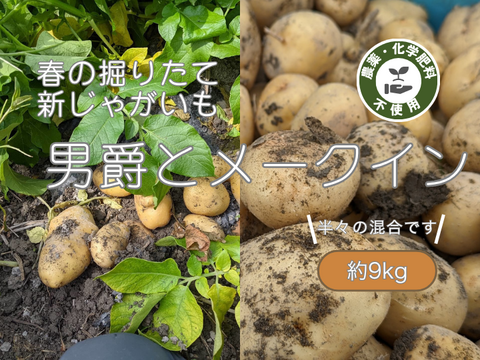春の掘りたて！田んぼの男爵とメークイン（9kg）/静岡県産農薬不使用
