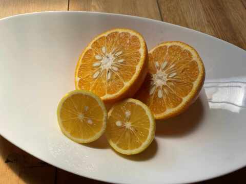 甘夏＆ゴールデンオレンジ《香り食べくらべ》セット5 キロ