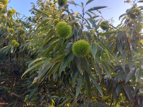 完売御礼✴熊本産　自然栽培　和栗🌰3キロ　L～2L　中～大粒　朝採り直送