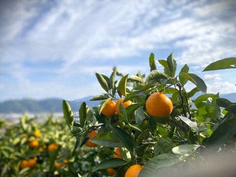 【数量限定・小玉みかん解禁】外さない 濃い有田みかん小 3キロ箱 和歌山県 有田 みかん 2S中心サイズ　秀・家庭用ミックス