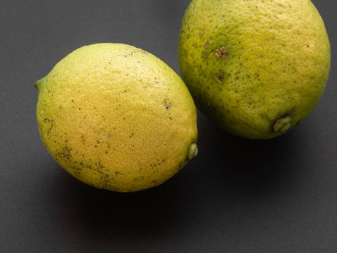 【広島県産】瀬戸田しまなみレモンC品(1kg) 栽培期間中農薬不使用