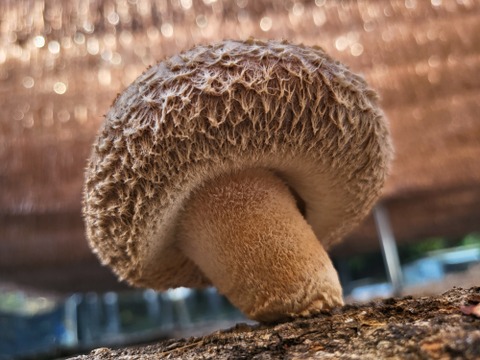 【生しいたけ】（500g）京都府産　原木栽培　農薬不使用