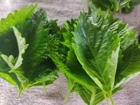 旬のお野菜セット（3～5品）クール便