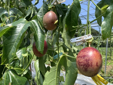 【訳あり】傷あり有機パッションフルーツ（1.5g）12〜18個