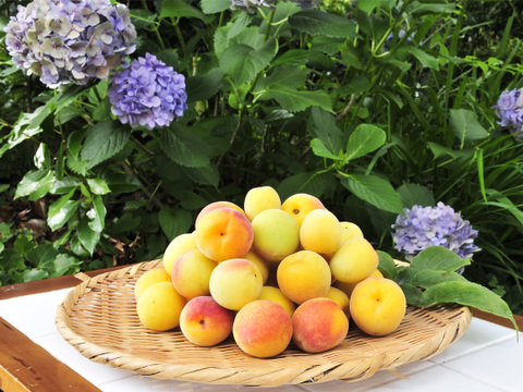 【6月中旬お届け予定】梅干し作りにおすすめ　南高梅（黄梅） 3kg 2Lサイズ以上（約3.3~3.7cm） 1400-y2l