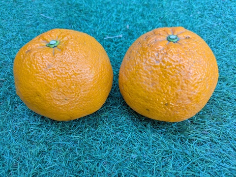 食べ頃『甘夏』　甘味と酸味が程よい福岡産