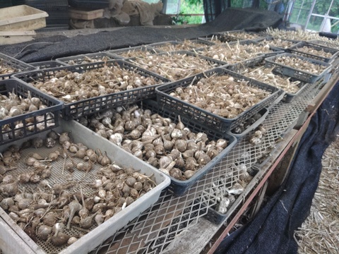 上海早生ニンニク小粒500g　小粒でまるごと使える‼️　自家採種　化学肥料農薬不使用栽培