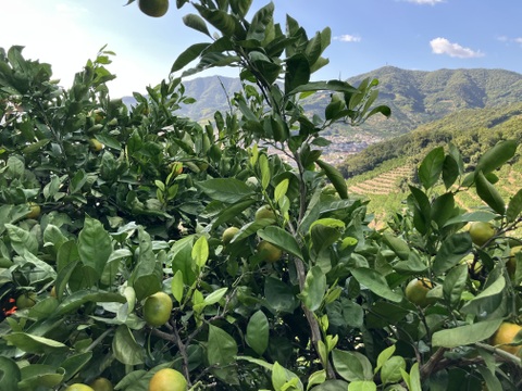 有田みかん【3kg（箱込）・ご家庭用】