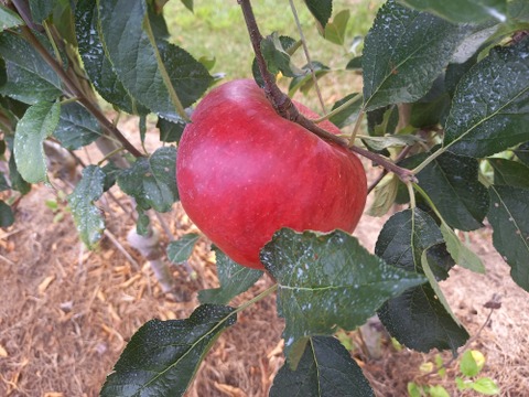 希少なりんご【華宝】約5kg