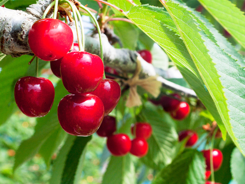 朝摘み！｢紅さやか｣ 秀品 果樹の専門家がこだわりぬいて栽培した 埼玉県産 さくらんぼ L、2Lサイズ混合 500g