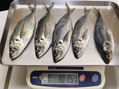 【期間限定】どんちっちアジ/高級ブランド/脂質10％/以上/トロアジの最高峰/900～1000ｇ【冷凍】【2025新物】