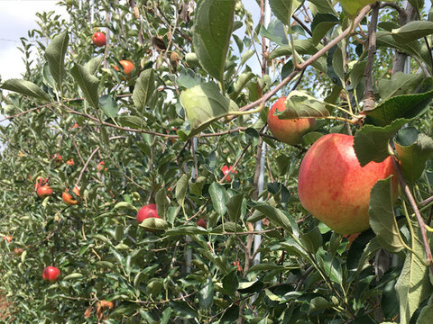 夏りんごと言えば！ りんご 超訳あり小玉 サンつがる 約1.8キロ7-11玉 復興支援 早期予約特典 #SAT0F018