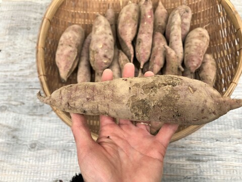 自然栽培〈規格外べにはるか10㎏・訳ありべにはるか10㎏セット〉大分県産さつまいも 20kg