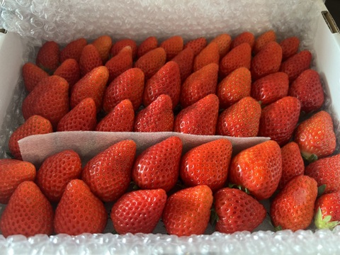 トクトク🍓いちごの宝石箱
朝摘み完熟酵素栽培のこだわりいちご
【いちご食べ比べ】３種食べ比べ！
（３〜４月発送）